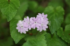 봄, 풀꽃, 야생화, 앵초꽃, spring, 사진,이미지,일러스트,캘리그라피 - 감성담다작가 크라우드픽 - 저작권 걱정 없는 상업용 이미지