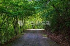 숲, forest, 숲속, 길, path, 사진,이미지,일러스트,캘리그라피 - studio H작가 크라우드픽 - 저작권 걱정 없는 상업용 이미지