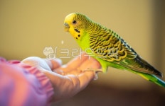 animal, bird, 새, 앵무새, 잉꼬, 사진,이미지,일러스트,캘리그라피 - 탕무작가 크라우드픽 - 저작권 걱정 없는 상업용 이미지