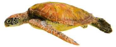 거북이, 바다거북이, 바다거북, turtle, seaturtle, 사진,이미지,일러스트,캘리그라피 - good smile작가 크라우드픽 - 저작권 걱정 없는... 