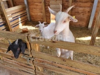 염소, 흑염소, animal, 양떼목장, 목장, 사진,이미지,일러스트,캘리그라피 - Nhotline15작가 크라우드픽 - 저작권 걱정 없는 상업용 이미지