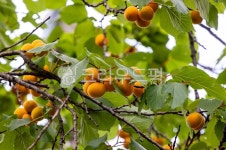 살구, 여름과일, 살구나무, 살구색, 살구향, 사진,이미지,일러스트,캘리그라피 - 조하운해작가 크라우드픽 - 저작권 걱정 없는 상업용 이미지