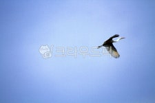 새, 조류, 하늘, 파란하늘, 두루미, 사진,이미지,일러스트,캘리그라피 - Nbocrates68작가 크라우드픽 - 저작권 걱정 없는 상업용 이미지