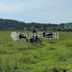 field, 목초지, nature, 농장, 목장, 사진,이미지,일러스트,캘리그라피 - 얼쑤탐라청작가 크라우드픽 - 저작권 걱정 없는 상업용 이미지