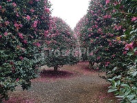 식물, 동백, 나무, 초록, 풍경, 사진,이미지,일러스트,캘리그라피 - 버들아재작가 크라우드픽 - 저작권 걱정 없는 상업용 이미지