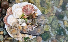 바다, 조개, 조개구이, 해산물, 캠핑요리해물, 사진,이미지,일러스트,캘리그라피 - siricook작가 크라우드픽 - 저작권 걱정 없는 상업용 이미지