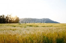 보리밭, 보리, 청보리, 황금보리, 들판, 사진,이미지,일러스트,캘리그라피 - 밍쟈작가 크라우드픽 - 저작권 걱정 없는 상업용 이미지