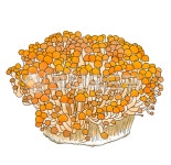 비섯, mushroom, 황금버섯, 황금팽이버섯, 음식, 사진,이미지,일러스트,캘리그라피 - 젠쏘작가 크라우드픽 - 저작권 걱정 없는 상업용 이미지