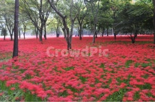 불갑사, 꽃무릇, 영광, 상사화, 꽃무릇축제, 사진,이미지,일러스트,캘리그라피 - 자연사랑작가 크라우드픽 - 저작권 걱정 없는 상업용 이미지