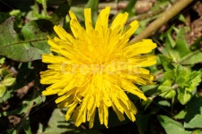 민들레, 봄, 꽃, 봄꽃, 야생화, 사진,이미지,일러스트,캘리그라피 - 세계여행작가 크라우드픽 - 저작권 걱정 없는 상업용 이미지