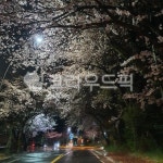 야경, 비내리는, 벚꽃, 가로수, cherryblossom, 사진,이미지,일러스트,캘리그라피 - koddoore작가 크라우드픽 - 저작권 걱정 없는 상업용... 