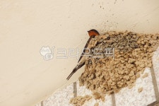 제비, 제비집, 자연, 새, 생물, 사진,이미지,일러스트,캘리그라피 - PAPATOTO작가 크라우드픽 - 저작권 걱정 없는 상업용 이미지