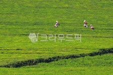 field, 들, farm, 농장, rural, 사진,이미지,일러스트,캘리그라피 - 영산공작가 크라우드픽 - 저작권 걱정 없는 상업용 이미지