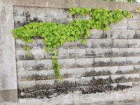 handrail, 담쟁이, 난간, banister, 당쟁이덩쿨, 사진,이미지,일러스트,캘리그라피 - Nkoni11x작가 크라우드픽 - 저작권 걱정 없는 상업용... 