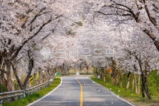봄, 벚꽃, 벚꽃길, 도로, 길, 사진,이미지,일러스트,캘리그라피 - cstrike작가 크라우드픽 - 저작권 걱정 없는 상업용 이미지