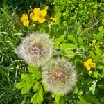 flower, 꽃, 민들레, 노란꽃, 들판, 사진,이미지,일러스트,캘리그라피 - 달거북이작가 크라우드픽 - 저작권 걱정 없는 상업용 이미지