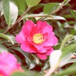 꽃, 동백꽃, 꽃한송이, 동백나무, 카멜리아, 사진,이미지,일러스트,캘리그라피 - Nqjawns027작가 크라우드픽 - 저작권 걱정 없는 상업용 이미지