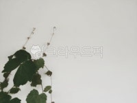 plant, 식물, leaf, 잎, 담쟁이덩굴, 사진,이미지,일러스트,캘리그라피 - Photo by GJ작가 크라우드픽 - 저작권 걱정 없는 상업용 이미지