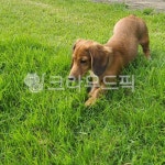 dog, 개, animal, 동물, pet, 사진,이미지,일러스트,캘리그라피 - MOON76작가 크라우드픽 - 저작권 걱정 없는 상업용 이미지