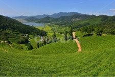 경치, 경관, 풍경, 보성, 봇재다원, 사진,이미지,일러스트,캘리그라피 - 영산공작가 크라우드픽 - 저작권 걱정 없는 상업용 이미지