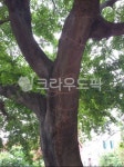plant, 식물, 나무, tree, 나무줄기, 사진,이미지,일러스트,캘리그라피 - 신이로작가 크라우드픽 - 저작권 걱정 없는 상업용 이미지