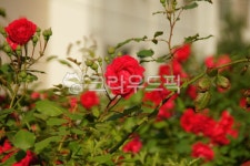 정원, rose, 장미, plant, 식물, 사진,이미지,일러스트,캘리그라피 - 포토헌터작가 크라우드픽 - 저작권 걱정 없는 상업용 이미지