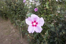 꽃, 무궁화, 무궁화꽃, 자연, 태극기, 사진,이미지,일러스트,캘리그라피 - sonnim작가 크라우드픽 - 저작권 걱정 없는 상업용 이미지