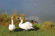 호수, 백조, 공원, 동물, 조류, 사진,이미지,일러스트,캘리그라피 - Cube작가 크라우드픽 - 저작권 걱정 없는 상업용 이미지