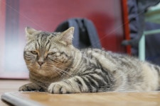 고양이, 개냥이, 애교, 호기심, 표정, 사진,이미지,일러스트,캘리그라피 - 다다 팹삼공이작가 크라우드픽 - 저작권 걱정 없는 상업용 이미지