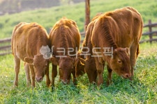 한우, 소, 농장, 목장, 축산업, 사진,이미지,일러스트,캘리그라피 - cstrike작가 크라우드픽 - 저작권 걱정 없는 상업용 이미지