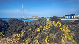 선인장군락지, 선인장, 백련초, 제주, 월령리, 사진,이미지,일러스트,캘리그라피 - phototo73작가 크라우드픽 - 저작권 걱정 없는 상업용 이미지