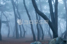 소나무, 수나무숲, 춘천, 지내리솔밭, pine, 사진,이미지,일러스트,캘리그라피 - 마퉁이작가 크라우드픽 - 저작권 걱정 없는 상업용 이미지