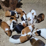 햄스터, 골든햄스터, 동물농장, 동물, 설치류, 사진,이미지,일러스트,캘리그라피 - generalkor작가 크라우드픽 - 저작권 걱정 없는 상업용 이미지