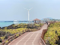 자연, 제주도, 선인장자생지, 선인장, 바다, 사진,이미지,일러스트,캘리그라피 - Nghs02237작가 크라우드픽 - 저작권 걱정 없는 상업용 이미지