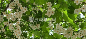 잎, 꽃, 나무, 때죽나무, 흰색꽃, 사진,이미지,일러스트,캘리그라피 - julyho작가 크라우드픽 - 저작권 걱정 없는 상업용 이미지