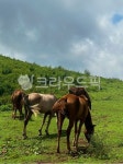 제주도, 제주도오름, 말, 목장, 동물, 사진,이미지,일러스트,캘리그라피 - dl8159작가 크라우드픽 - 저작권 걱정 없는 상업용 이미지