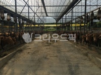 소, 여물, 축사, cow, animal, 사진,이미지,일러스트,캘리그라피 - Nk48writer작가 크라우드픽 - 저작권 걱정 없는 상업용 이미지