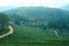 한국, 보성, 다원, 아침, 녹색, 사진,이미지,일러스트,캘리그라피 - irum작가 크라우드픽 - 저작권 걱정 없는 상업용 이미지