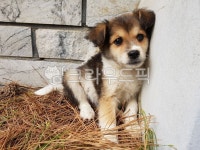 개, 강아지, 댕댕이, 멍멍이, dog, 사진,이미지,일러스트,캘리그라피 - haaakism작가 크라우드픽 - 저작권 걱정 없는 상업용 이미지