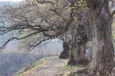 나무, 가로수길, 오솔길, 산길, 시골길, 사진,이미지,일러스트,캘리그라피 - Nkww4120작가 크라우드픽 - 저작권 걱정 없는 상업용 이미지