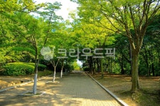 정발산, 공원, 숲, 아스팔트, 도로, 사진,이미지,일러스트,캘리그라피 - imlover작가 크라우드픽 - 저작권 걱정 없는 상업용 이미지
