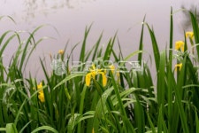 plant, 식물, 창포, 호수, 비, 사진,이미지,일러스트,캘리그라피 - hanuriblue작가 크라우드픽 - 저작권 걱정 없는 상업용 이미지