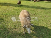 양, 목초지, sheep, farm, 목장, 사진,이미지,일러스트,캘리그라피 - tri83작가 크라우드픽 - 저작권 걱정 없는 상업용 이미지