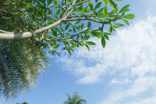 하늘, 파란하늘, 여름, 하늘나무, 나무, 사진,이미지,일러스트,캘리그라피 - 스튜디오 스냅진작가 크라우드픽 - 저작권 걱정 없는 상업용 이미지