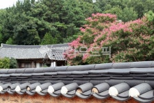 백일홍, 배롱나무, 한옥, 고택, 기와, 사진,이미지,일러스트,캘리그라피 - Ngaettano작가 크라우드픽 - 저작권 걱정 없는 상업용 이미지