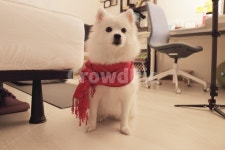 빨간목도리, 강아지, 귀여워, 예쁜강아지, 햐얀색털, 사진,이미지,일러스트,캘리그라피 - 프레쉬작가 크라우드픽 - 저작권 걱정 없는 상업용 이미지