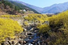 nature, 자연, outdoors, 옥외, 구례산동산수유마을, 사진,이미지,일러스트,캘리그라피 - 영산공작가 크라우드픽 - 저작권 걱정 없는 상업용... 