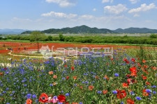 farm, 농장, rural, 시골의, meadow, 사진,이미지,일러스트,캘리그라피 - 영산공작가 크라우드픽 - 저작권 걱정 없는 상업용 이미지
