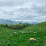 자연, 목장, 양떼목장, nature, field, 사진,이미지,일러스트,캘리그라피 - 브릴랑윤작가 크라우드픽 - 저작권 걱정 없는 상업용 이미지
