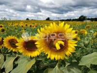 해바라기, 해바라기꽃, 해바라기농장, 해바라기꽃밭, 파란하늘, 사진,이미지,일러스트,캘리그라피 - JHSARAH작가 크라우드픽 - 저작권 걱정 없는... 